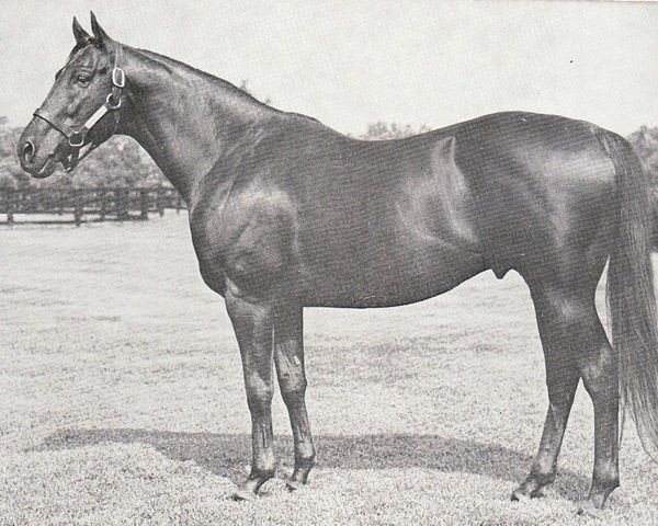 stallion Vertex xx (Thoroughbred, 1954, from The Rhymer xx)