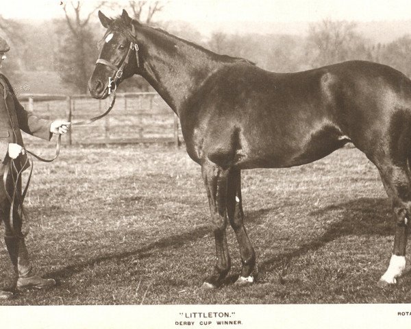 stallion Littleton xx (Thoroughbred, 1900, from Right-Away xx)