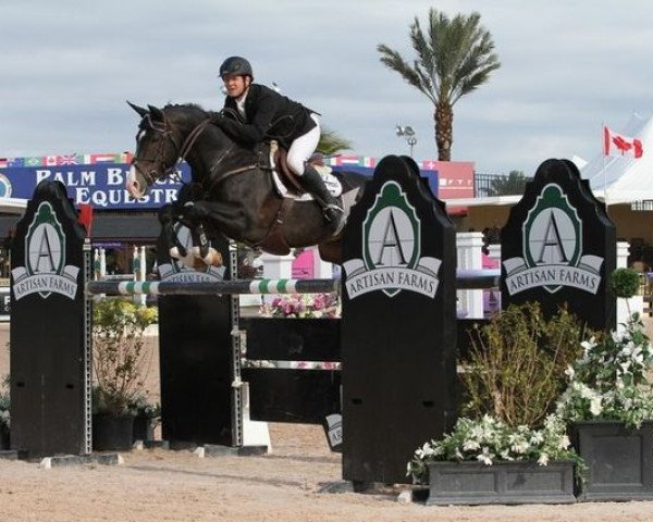 Deckhengst Baldev (KWPN (Niederländisches Warmblut), 2006, von Namelus R)