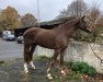 dressage horse Feel the Flow (Hanoverian, 2013, from Fürst Romancier)