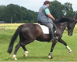 broodmare Donna Santos (Hanoverian, 1990, from Donnerhall)