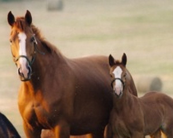 horse Niagara Mail (Selle Français, 2001, from Rebel Z I)