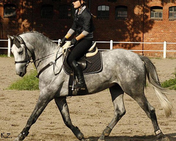 stallion Araratas (Trakehner, 2007, from Abdullah)