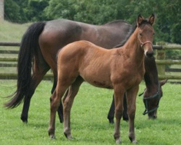 broodmare Udine Mail (Selle Français, 2008, from Quality Touch Z)