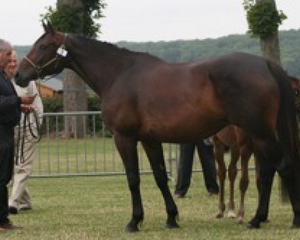 broodmare Odyssey Mail (Selle Français, 2002, from Robin Z)