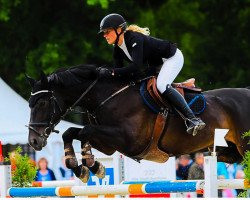 jumper Gondino (Hanoverian, 2005, from Go on Top)