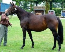 broodmare Musique Mail (Selle Français, 2000, from Alligator Fontaine)