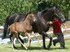 Pferd Verbena Mail (Selle Français, 2009, von Quite Easy I)