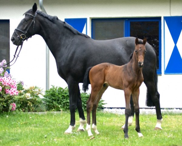 broodmare Gribaldis Sommermärchen (Hanoverian, 2009, from Gribaldi)