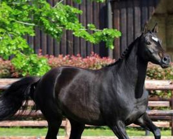 broodmare Arabella Mail (Selle Français, 2010, from Quite Easy I)