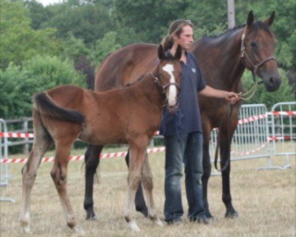 broodmare Olympia Mail (Selle Français, 2002, from Quick Star)