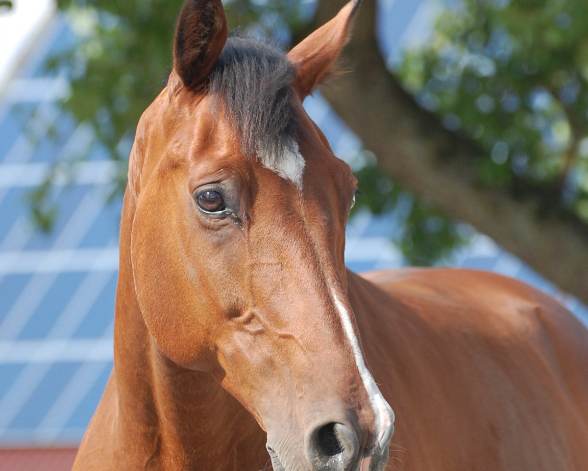 Pferd Cashius 2 (Holsteiner, 2004, von Carnaby GL)
