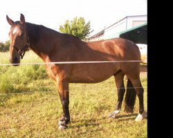 horse Wilson (German Warmblood, 2005, from Windgraf)