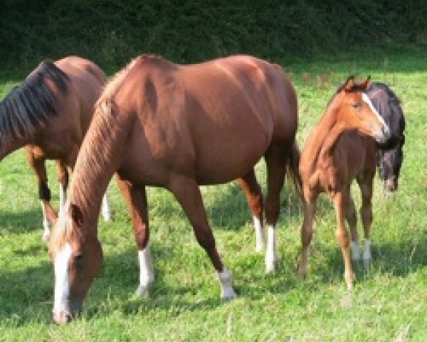 broodmare Lumiere Mail (Selle Français, 1999, from Rebel Z I)