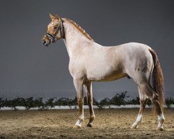 Dressurpferd Der rote Diamant (Deutsches Reitpony, 2013, von Dimension AT NRW)