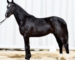 stallion Delacroix (Württemberger, 2013, from Decurio 3)