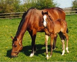 broodmare Gladys Mail (Selle Français, 1994, from Jalisco B)