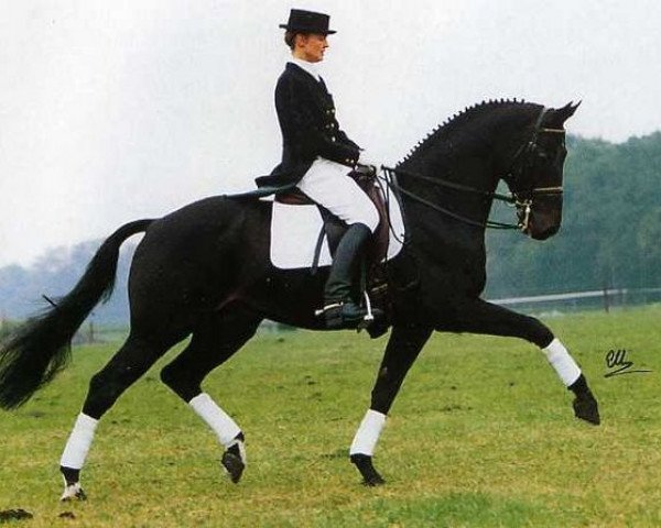 stallion Candyboy (KWPN (Royal Dutch Sporthorse), 1984, from Lucky Boy xx)
