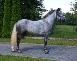 Pferd Amadeusz (Polnisches Warmblut, 2014)