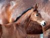 dressage horse Stute von Rock Forever I / Rosandro (Westphalian, 2016, from Rock Forever NRW)