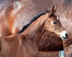 dressage horse Stute von Rock Forever I / Rosandro (Westphalian, 2016, from Rock Forever NRW)