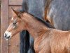 dressage horse Stute von Moliere / Sandro Hit (Westphalian, 2016, from Moliere)