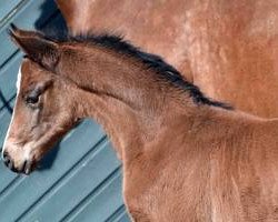 broodmare Stute von Villeneuve / Rohdiamant (Westphalian, 2016, from Villeneuve)