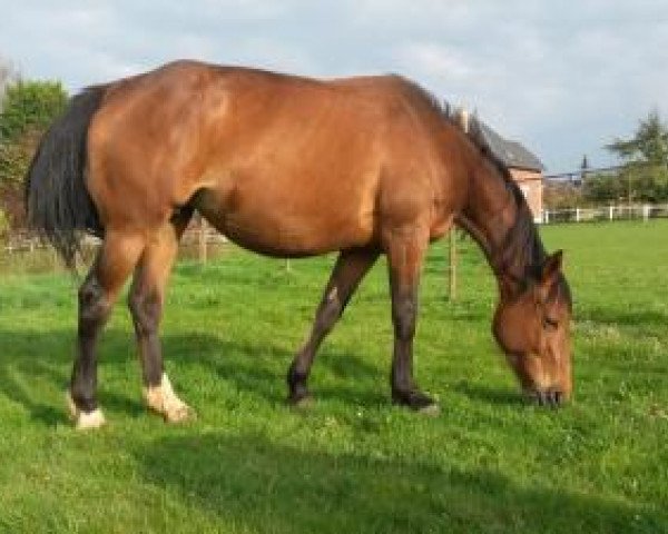 broodmare Ukraine Villa Rose (Selle Français, 2008, from Arioso du Theillet)