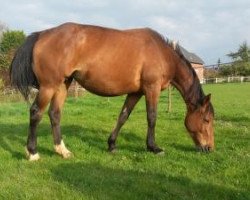 broodmare Ukraine Villa Rose (Selle Français, 2008, from Arioso du Theillet)