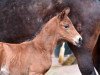 dressage horse Vasco da Gama GV (Westphalian, 2016, from Villeneuve)