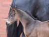 dressage horse Apple Pie 12 (Westphalian, 2016, from August der Starke)