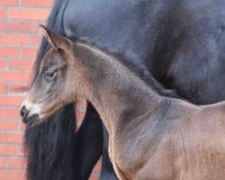 dressage horse Apple Pie 12 (Westphalian, 2016, from August der Starke)