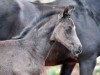 dressage horse Dornenkönig 4 (Westphalian, 2016, from Dimaggio)