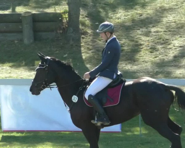 Reitturnier Nußdorf 2019