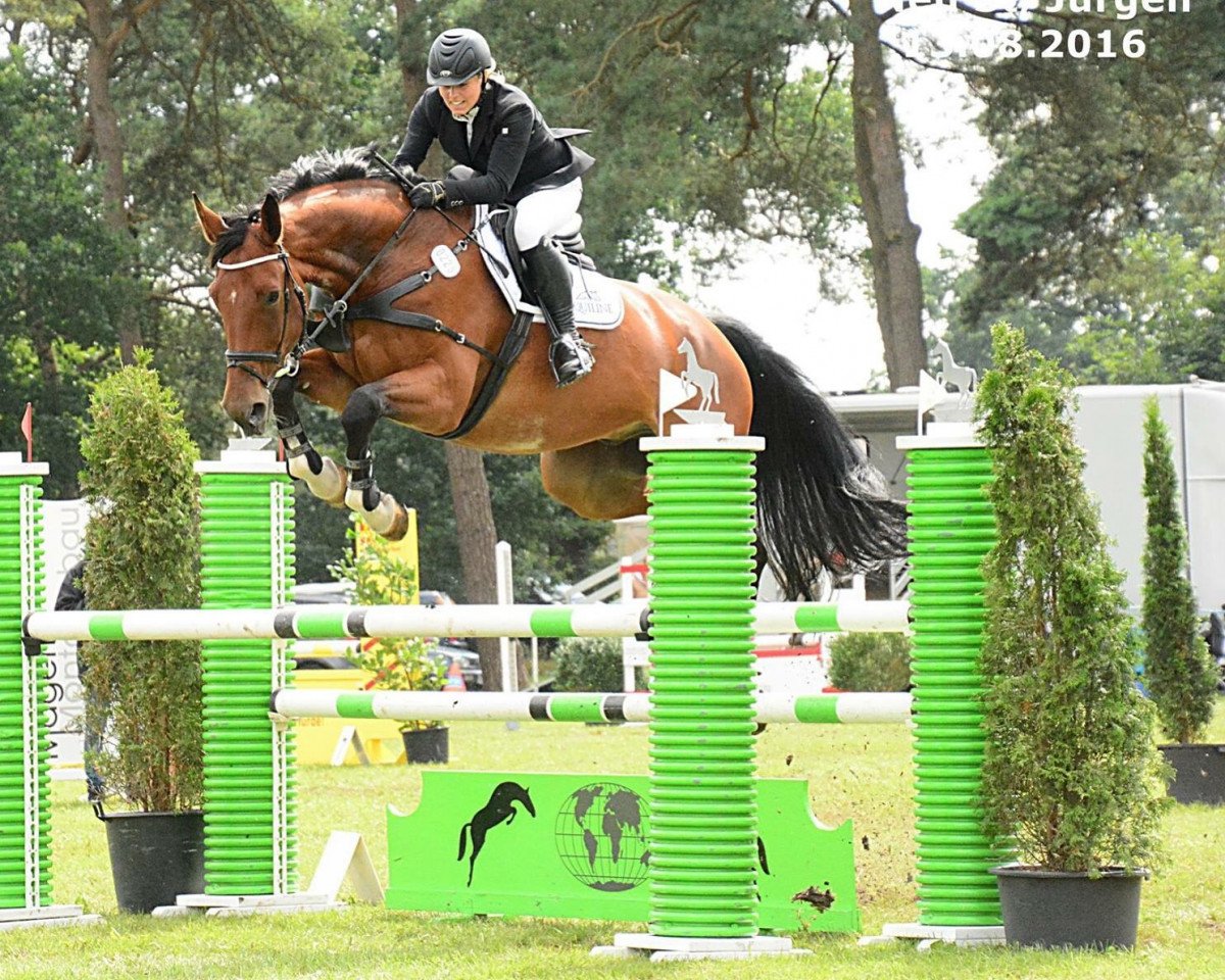 Springpferd Coretto 6 (Hannoveraner, 2008, von Charilan)