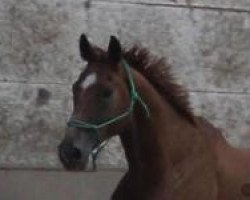 jumper Stenico (Hanoverian, 2009, from Stenograph 176 FIN)