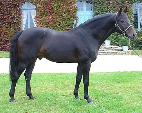 stallion Iowa (Dutch Warmblood, 1990, from Libero H)