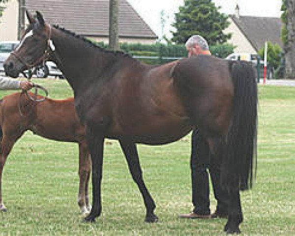 broodmare Naiade Mail (Selle Français, 2001, from Fergar Mail)