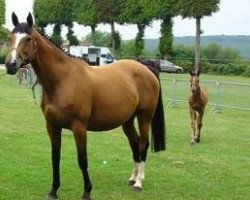 broodmare Iroise Mail (Selle Français, 1996, from Quartz du Vallon)