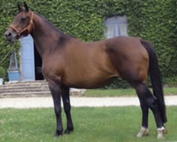 broodmare Divina Mail (Selle Français, 1991, from Galoubet A)