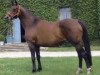 broodmare Divina Mail (Selle Français, 1991, from Galoubet A)