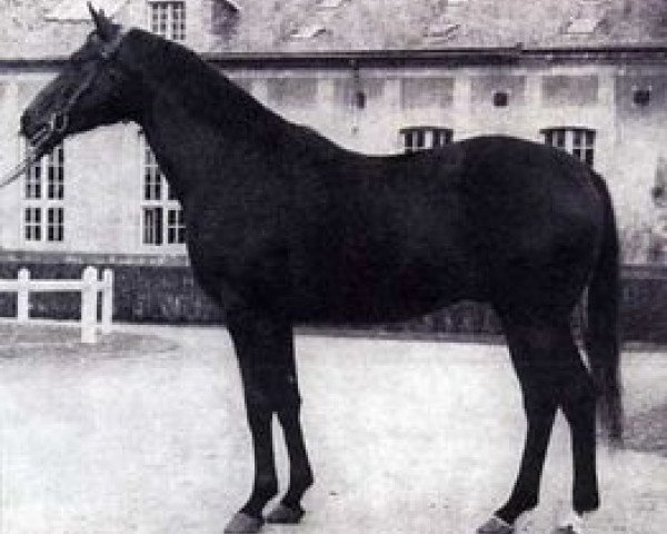 stallion Barigoule AA (Anglo-Arabs, 1962, from Florealys AA)
