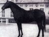 stallion Barigoule AA (Anglo-Arabs, 1962, from Florealys AA)