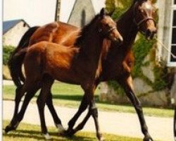 broodmare Historiette AA (Anglo-Arabs, 1973, from Barigoule AA)