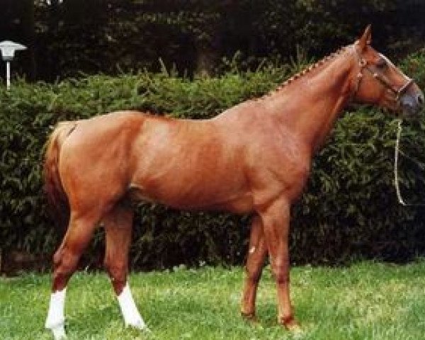 stallion Lutino (Selle Français, 1977, from Uriel)