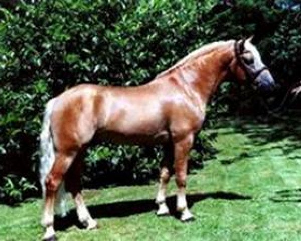 stallion Ammersee (Haflinger, 1997, from liz. 101/T Amadeus)