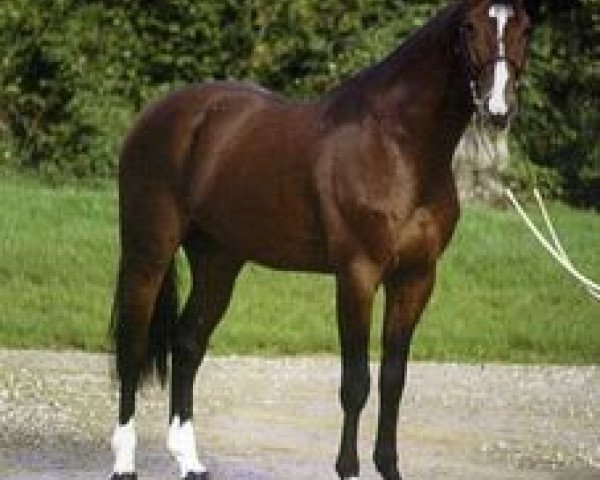stallion Adam IV (Selle Français, 1988, from Almé)