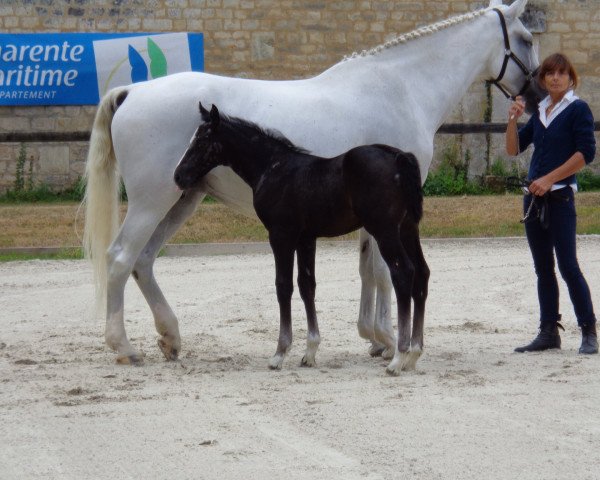 Springpferd Finess des Elies (Selle Français, 2015, von Air Jordan Z)