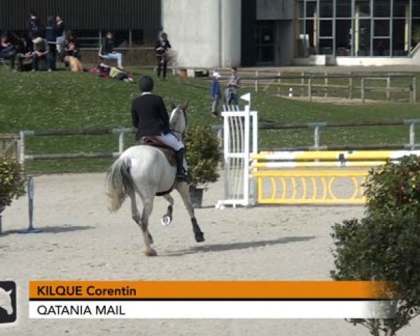 horse Qatania Mail (Selle Français, 2004, from Fergar Mail)