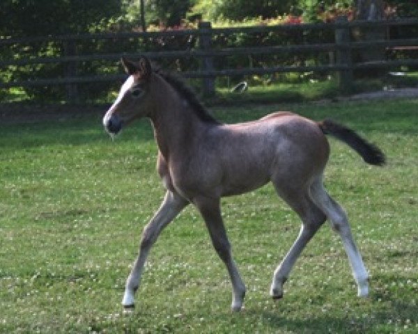 broodmare Utania Mail (Selle Français, 2008, from Quite Easy I)